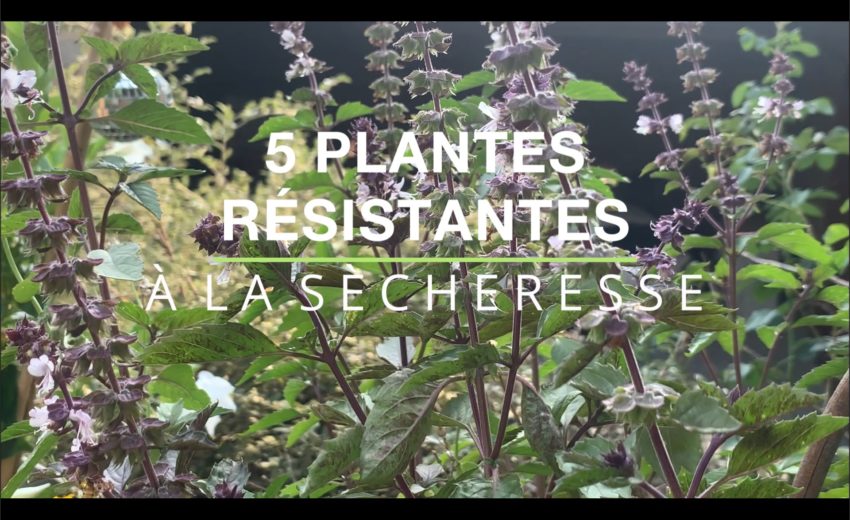 5 plantes résistantes à la sécheresse
